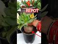 Kuber Plant Repotting 😳 | Crassula Fast Growth Trick 💰