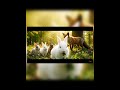 part 3 The fox entered #naturephotography #birdsounds #rabbits #animals #wildlife