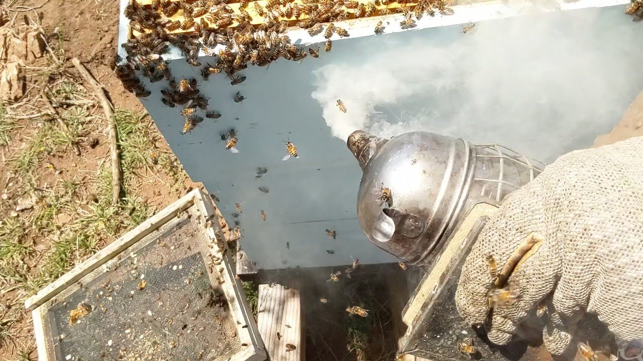 🐝 Beehold the Kraken! | Walkaway on a Super Organism.