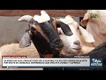 Enero 2025:alerta por carbunco - TvAgro por Juan Gonzalo Angel