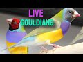 6 Hours of Stunning Lady Gouldian Finches feeding and Chirping with Canaries and budgies