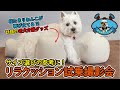 【老犬介護グッズ】介護期のわんこの立ち姿勢をサポートするリラクッション撮影会　ひらめちゃんねる（byぐらんわん！）