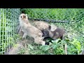 Охота с Волком на ВОЛКА 😱‼️Редкие северные животные в Парке Волков 🐺
