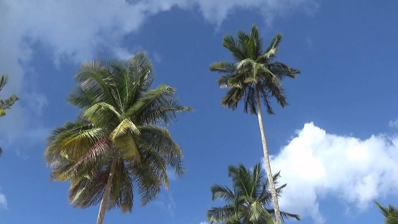 Time lapse coconut trees YouTube