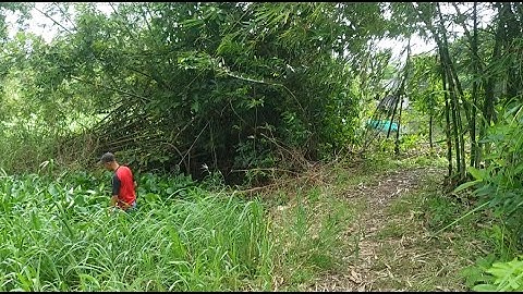 Câu Cá Trong Rừng Đất Cồn - Tại Cần Thơ | Phạm Phúc Cần Thơ