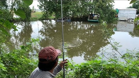 Điểm câu mới kinh 9 châu Phú An Giang cá ngóp con nào con nấy trên 5kg mà nhát ăn quá