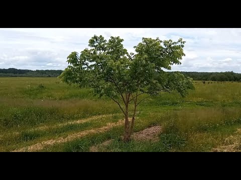 Выращивание Черного Ореха (black walnut) в Тверской области.