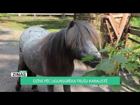 Video: Mājdzīvnieku Post Alopēcija Un Slikta Matu Ataugšana