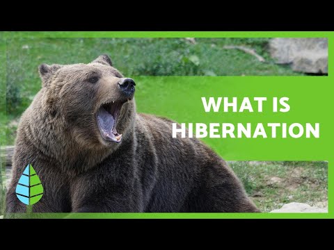 What is HIBERNATION and what ANIMALS HIBERNATE? 🐻🐸