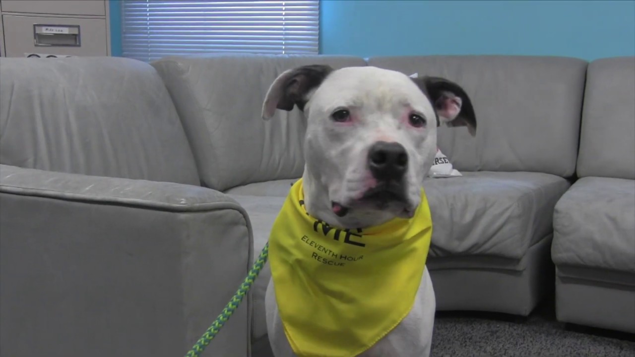 WMTR's Rock N Ruff with Max