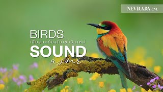 Beautiful Bird Sounds for Relaxing | เสียงนกแห่งพงไพร ช่วยให้ผ่อนคลาย「RELAXING SOUNDS」 screenshot 2