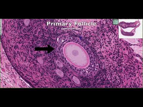 Histological Structure of the Ovary 4K