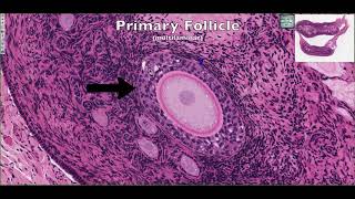 Histological Structure of the Ovary 4K