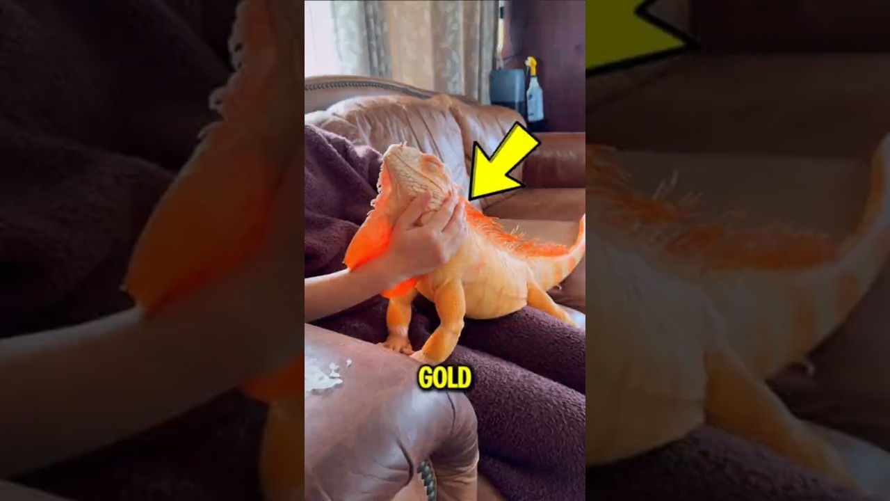 Топ-3 редких животных, которые стоят дороже золота