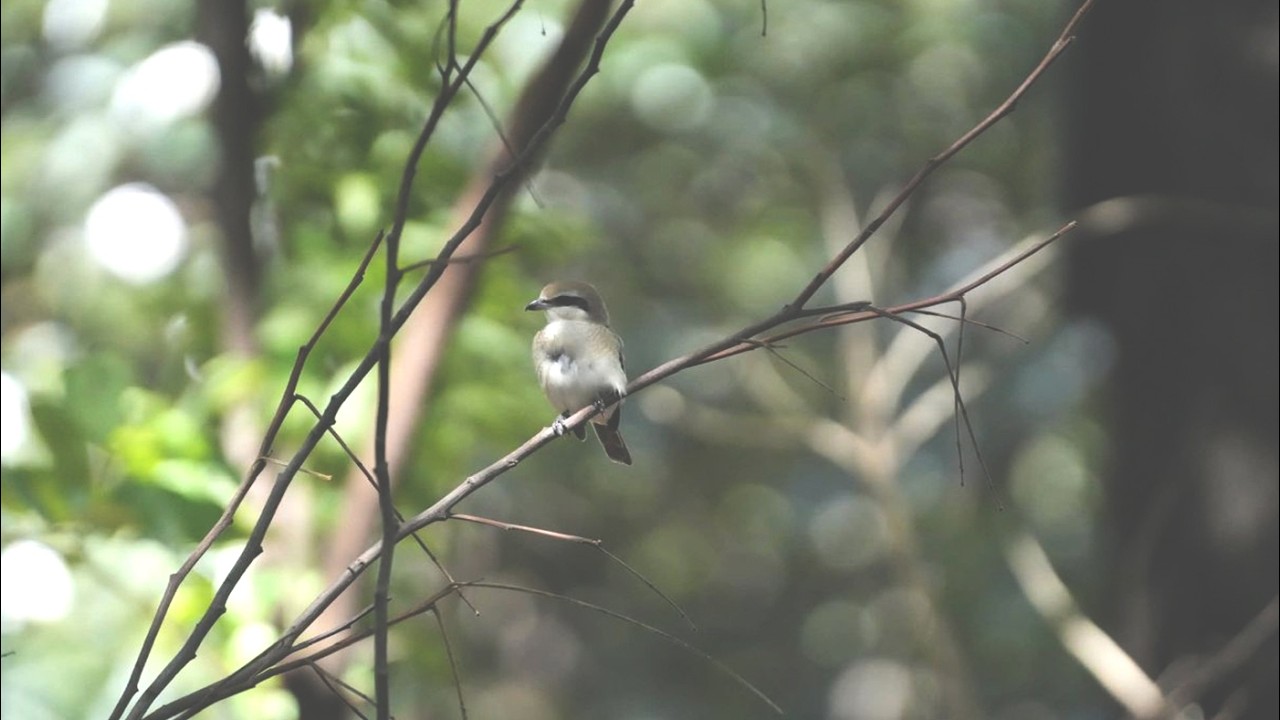 🦜Relaxing music for deep sleeping Birds Sounds