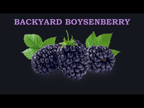 Video: Boysenberry Bakımı: Bahçede Boysenberries Nasıl Yetiştirilir