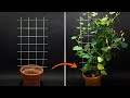Climbing Plants Time-lapse - 83 Days