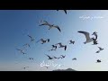 سورة النمل بي صوت يجعل القلب خاشع الشيخ ماهر المعيقلي