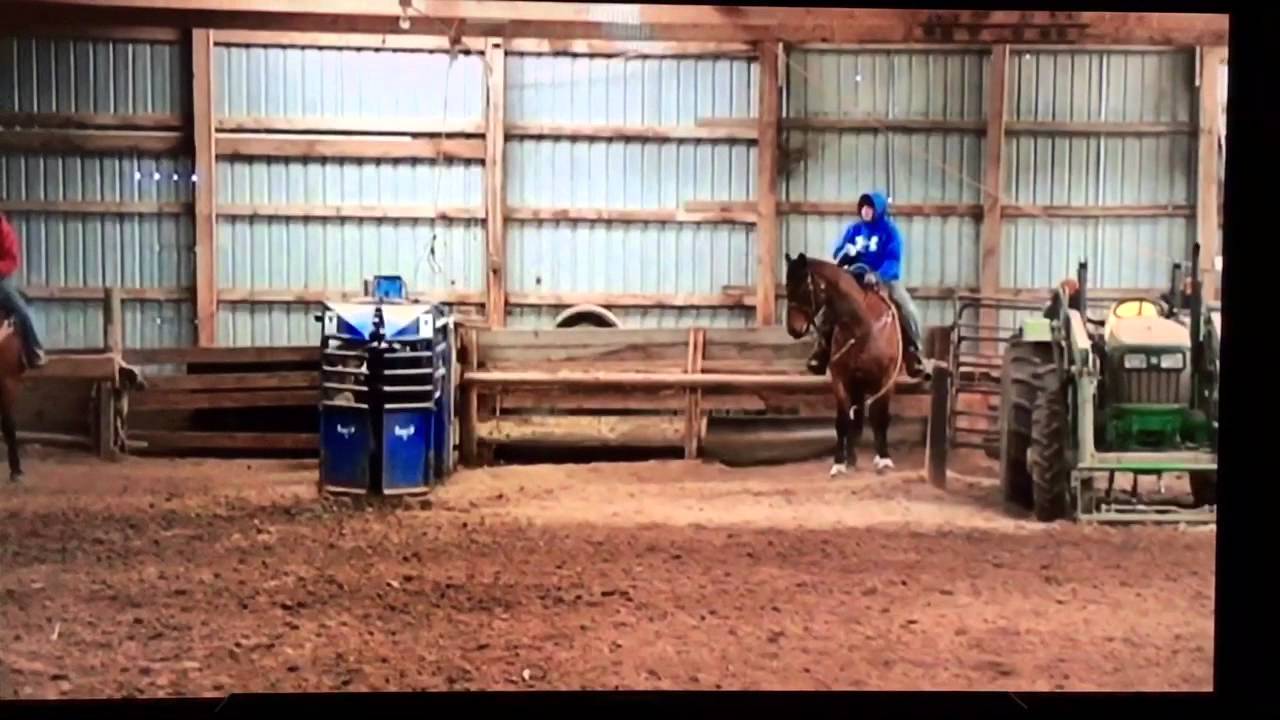 2016 bay roan started head horse for sale 2 YouTube