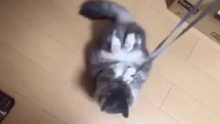 まだオモチャに反応を示す猫 ノルウェージャンフォレストキャットShow reactions to toys.Norwegian Forest Cat.