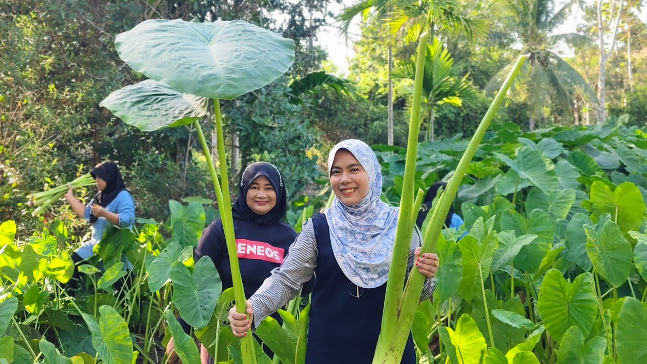 Cara ambil keladi jangan tindih bayang