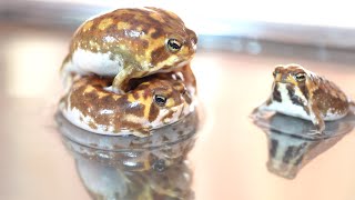 Rain frog behavior and ecology