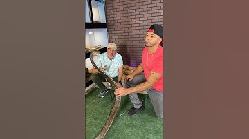 KING COBRA Almost Bites ME! 🐍😳