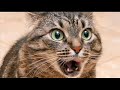 КЛИП Танцующие котики КЛИП Танцующие котики