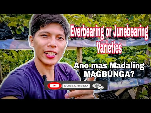 Video: Ano ang Kahulugan ng Everbearing – Matuto Tungkol sa Everbearing Plants