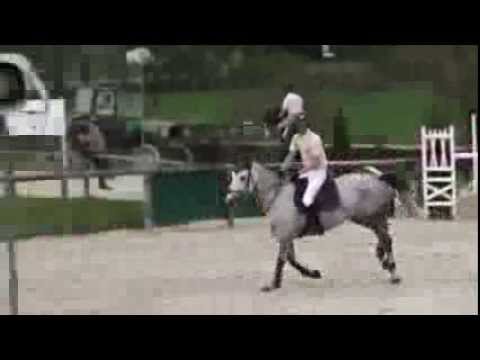 Quinette du Quesnoy- jumping horse by Helios de la...