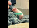 Piglets Are the Best Gift Ever #shorts