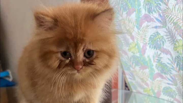 Watch the video about Cute Persian cat Grooming ￼