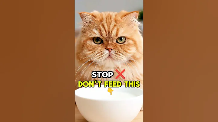 Video 11142971: feeding, bath, cat