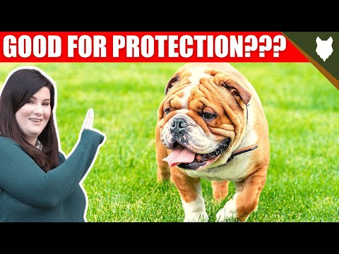 Video: Bulldog Security là gì?