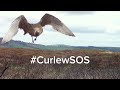 How to save the curlew