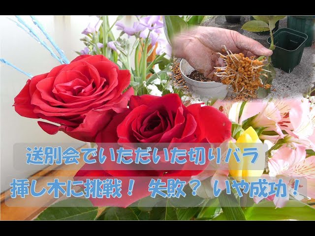 The cuttings of the cut roses I received at the farewell party