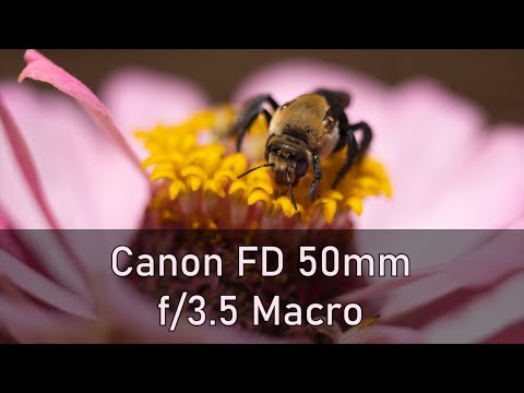 Canon FD 50mm f3.5 Macro Lens Review (Fuji X-T3) - YouTube