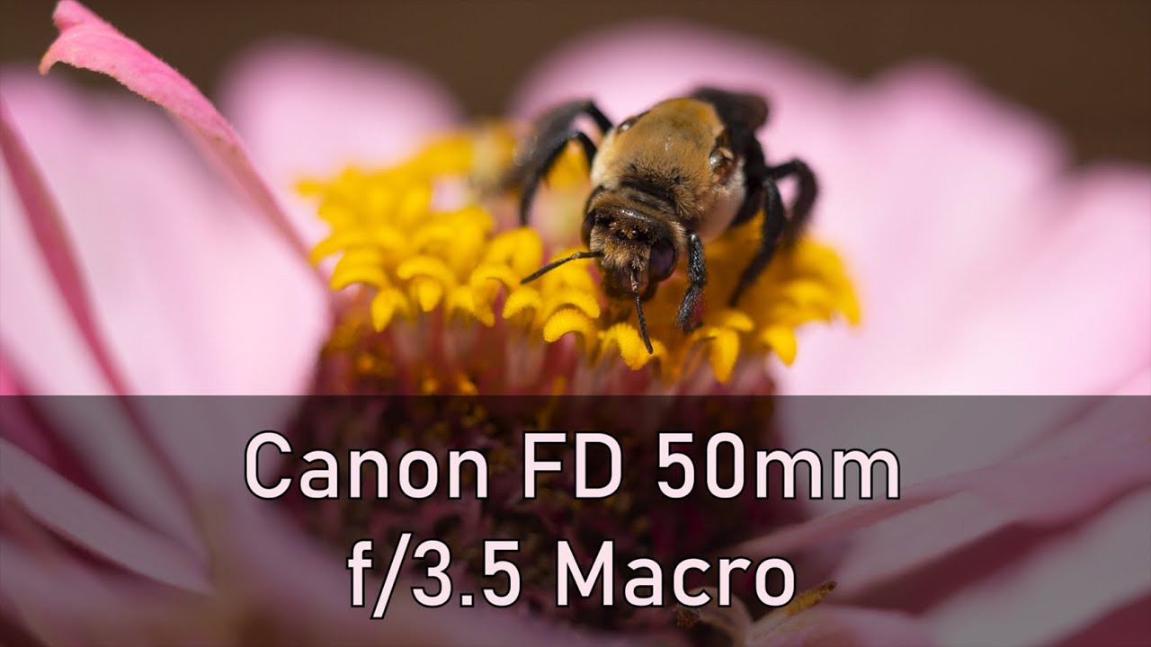 Canon FD mm f3.5 Macro Lens Review Fuji X T3