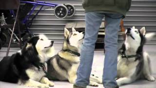 Enchanted Paws Grooming & Training in Freehold, NJ