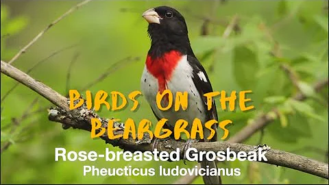 Beargrass Creek'teki Kuşları Keşfedin: Rose Göğüslü Bülbül
