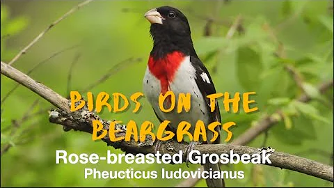 Discover the Enchanting Rose Breasted Grosbeak: A Symphony of Beauty