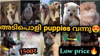 കുറഞ്ഞ വിലയിൽ അടിപൊളി PETS | Dogs and cats available for Sale in Kerala | PETS POINT
