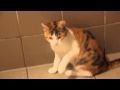 Cute Kitten Having Fun In The Shower