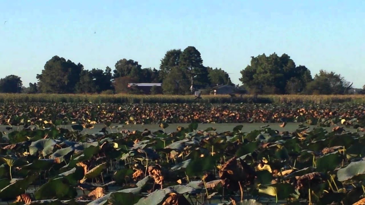 amagon ar teal hunt 2014 YouTube