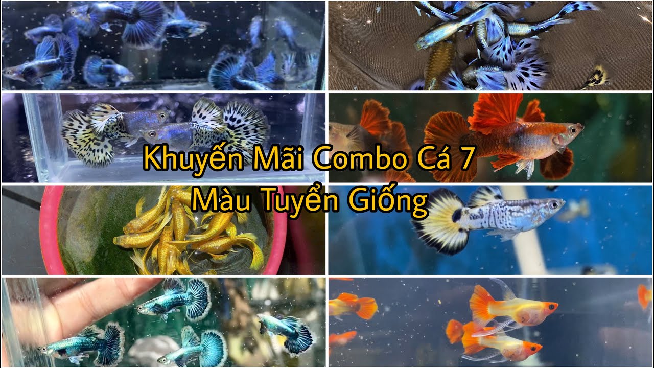  Mua 5 Tặng 1 Cá 7 Màu Tuyển Giống Combo Siêu Rẻ, Khuyến Mãi Tháng 3