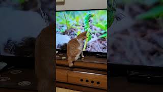 티비 집중해서 보는 고양이(feat. 사랑스런 뒷통수)