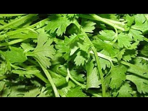 طريقه خضرة القلقاس طريقه خضرة القلقاس