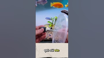 Mẹo nhỏ mà đem lại hiểu quả không ngờ!!! Chưa chắc bạn đã biết!!! #funny #phimhay #cakoi #tintuc