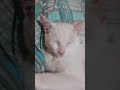 U VE VE with my kiittens #cat vlog