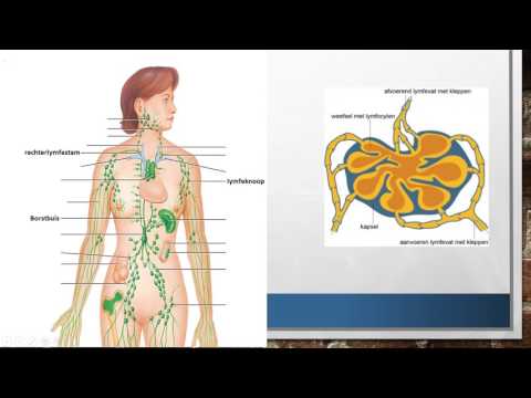 Video: Supraclaviculaire Lymfeklieren Anatomie, Diagram En Functie - Lichaamskaarten